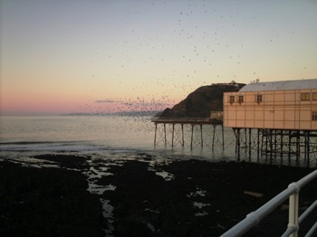 Starlings returning to 
Aberystwyth Pier